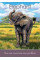 Детские карты Дух Животных  - Childrens Spirit Animal cards - Blue Angel
